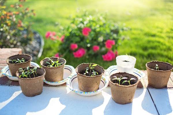 Planting Pepper Seeds