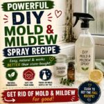 Powerful DIY Mildew and Mold Spray Recipe