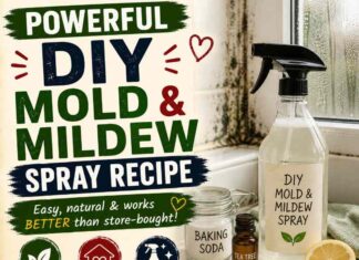 Powerful DIY Mildew and Mold Spray Recipe Powerful DIY Mildew and Mold Spray Recipe