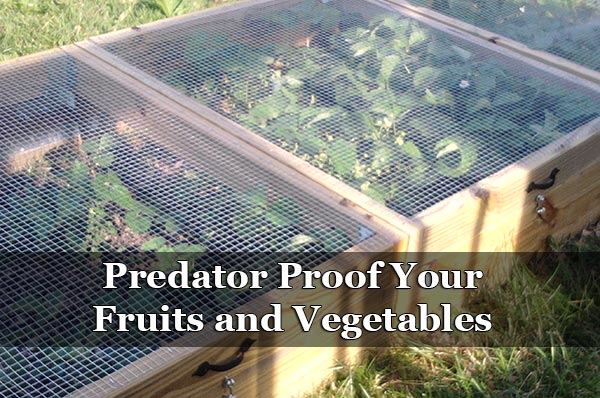 Predator Proof Your Fruits and Vegetables 