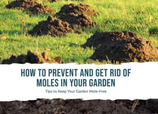 How To Prevent and Get Rid Of Moles in Your Garden Prevent and Get Rid Of Moles in Your Garden
