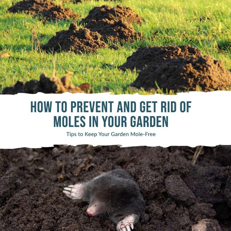 Prevent and Get Rid Of Moles in Your Garden