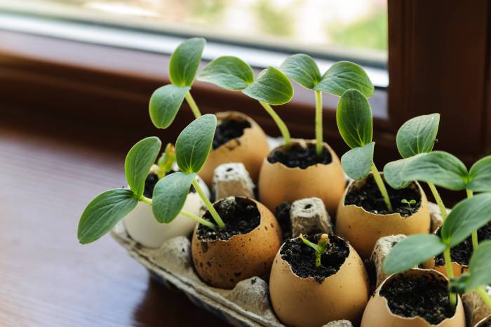 Put Your Eggshells to Work