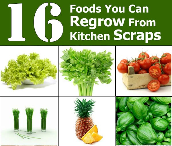 Re-Grow-Yourself-from-Kitchen-Scraps