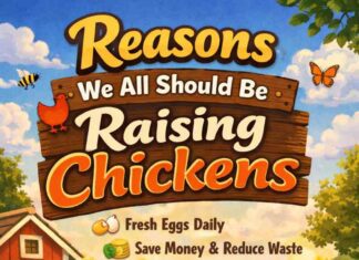 Reasons We All Should Be Raising Chickens Reasons We All Should Be Raising Chickens