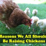 Reasons We All Should Be Raising Chickens