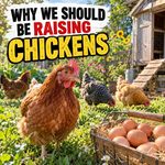 Reasons We All Should Be Raising Chickens