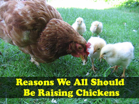 Reasons We All Should Be Raising Chickens