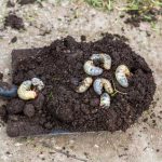 Remove Grubs From Your Garden