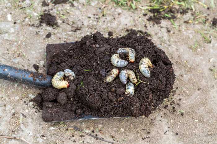 Remove Grubs From Your Garden