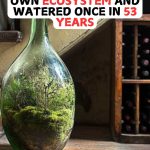 Seedling Sealed In Its Own Ecosystem And watered Once In 53 Years