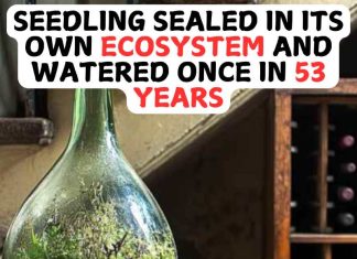 Seedling Sealed In Its Own Ecosystem And watered Once In 53 Years Seedling Sealed In Its Own Ecosystem And watered Once In 53 Years