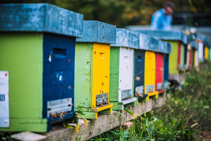 Set Up Your First Beehive