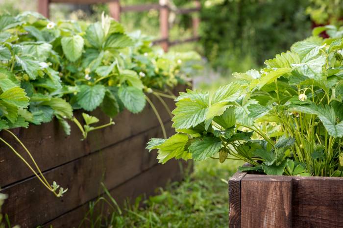 Strawberry Planter