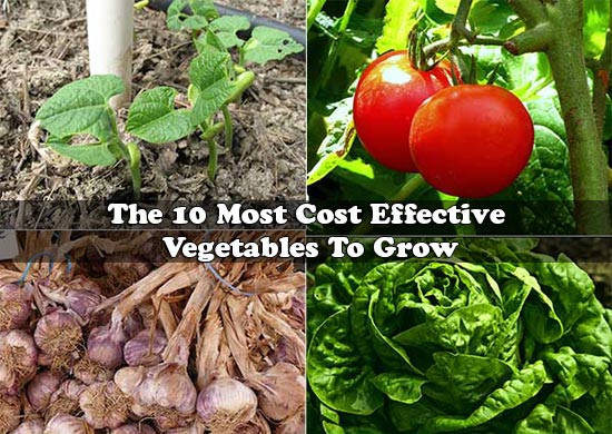 The 10 Most Cost Effective Vegetables To Grow