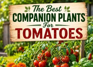 The Best Companion Plants For Tomatoes For Bigger Harvests The Best Companion Plants For Tomatoes For Bigger Harvests