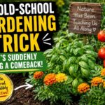 The Old School Gardening Trick That’s Suddenly Making a Comeback