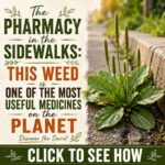 The Pharmacy in the Sidewalks