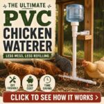 The Ultimate PVC Chicken Watering System