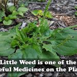 This Little Weed is one of the Most Useful Medicines on the Planet