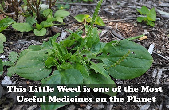This Little Weed is one of the Most Useful Medicines on the Planet