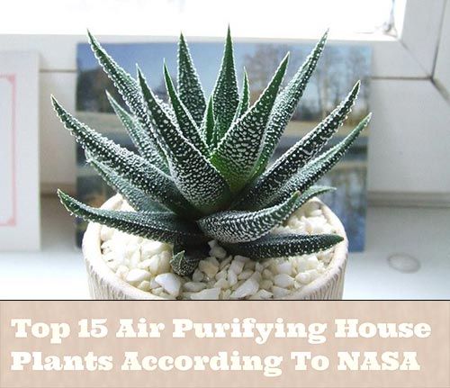Top 15 Air Purifying House Plants According To NASA
