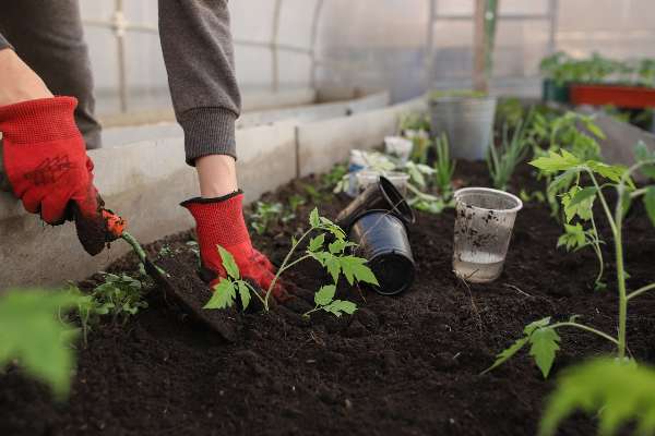 Transplanting to the Garden