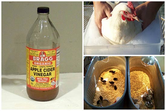 11 Uses For Apple Cider Vinegar Around The Coop