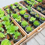 Vegetables You Can Grow In Containers