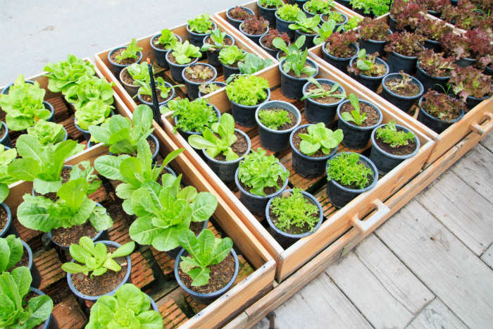 Vegetables You Can Grow In Containers
