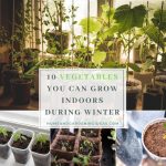 Vegetables You Can Grow Indoors During Winter