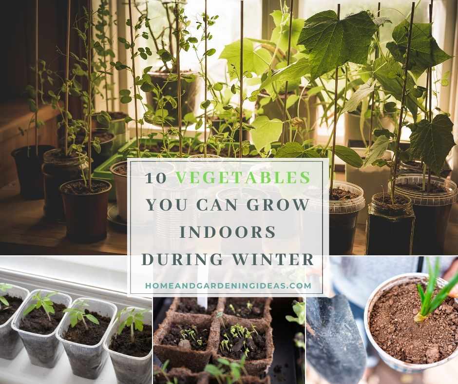 Vegetables You Can Grow Indoors During Winter