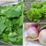 Vegetables to Plant in September, Sorted By Region