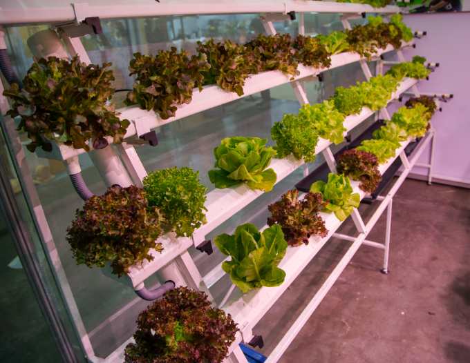 Vertical Hydroponic Farm