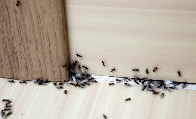 Ways To Get rid Of Ants Naturally