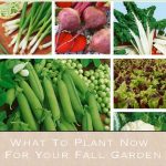 What To Plant Now For Your Fall Garden