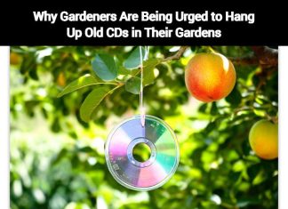 Why Gardeners Are Being Urged to Hang Up Old CDs in Their Gardens Why Gardeners Are Being Urged to Hang Up Old CDs in Their Gardens
