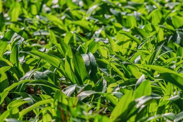 Wild Garlic