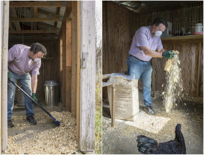 Clean A Chicken Coop Naturally