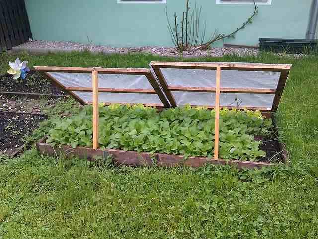 cold frame Plants Doing Well 