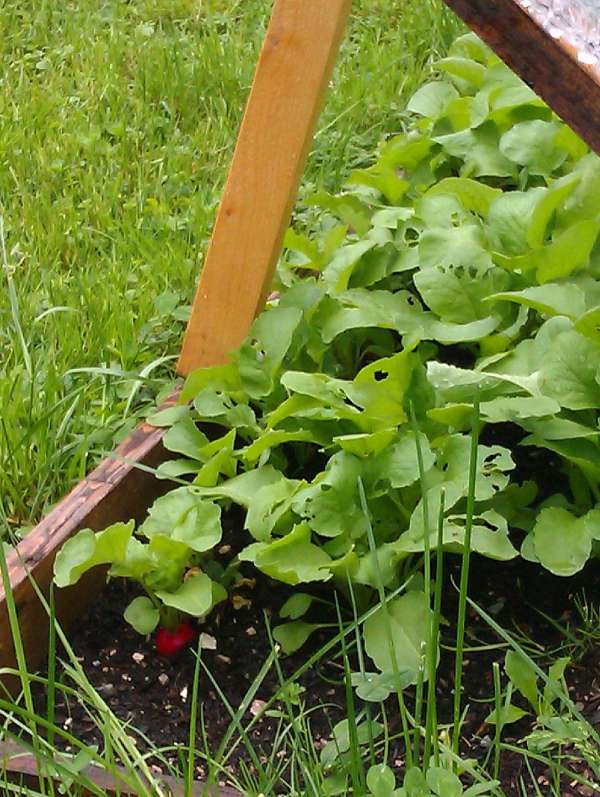 cold frame radishes 