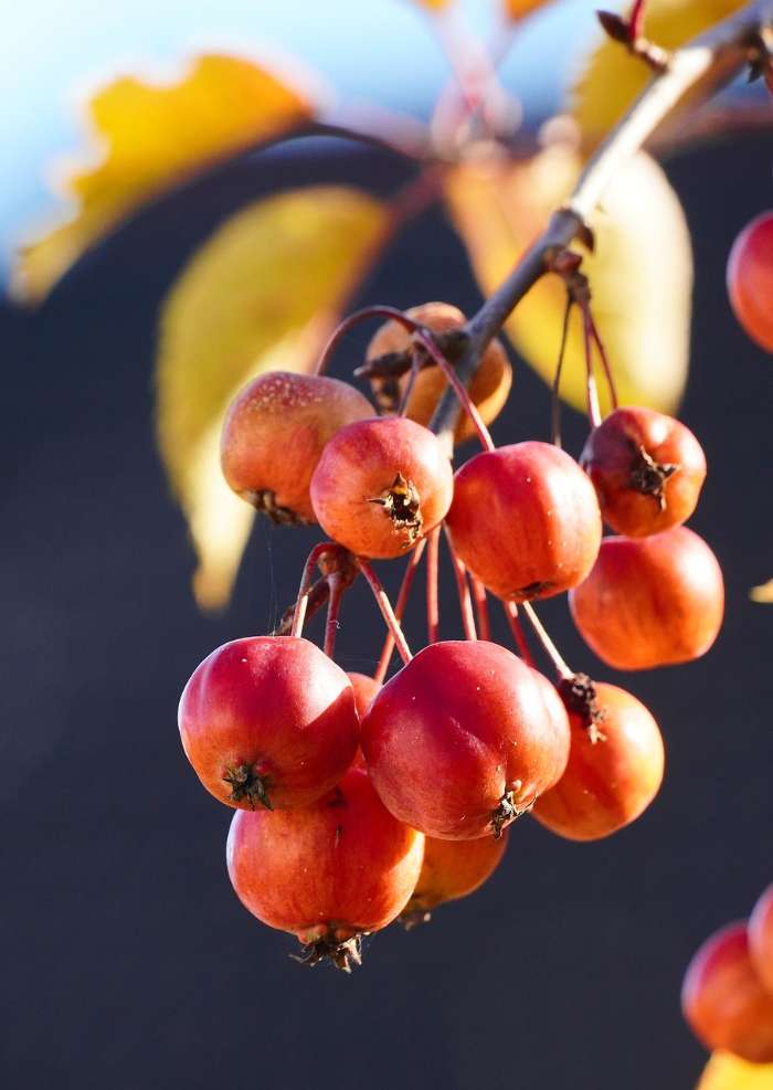 Crab Apples