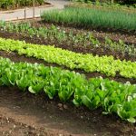 10 most cost-effective vegetables to grow