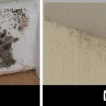 https://www.homeandgardeningideas.com/natural-and-simple-solutions-to-rid-your-home-of-mold-and-mildew/