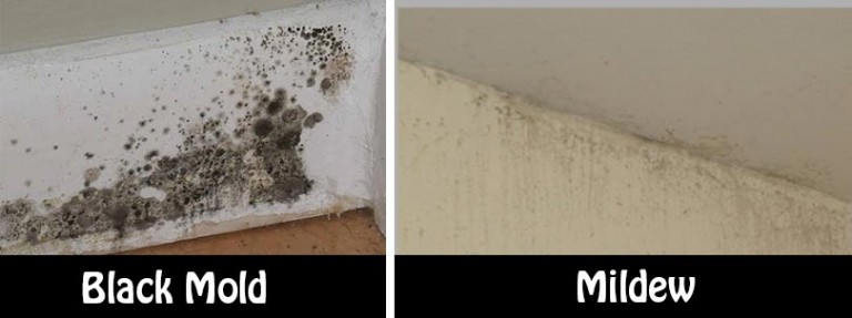 https://www.homeandgardeningideas.com/natural-and-simple-solutions-to-rid-your-home-of-mold-and-mildew/