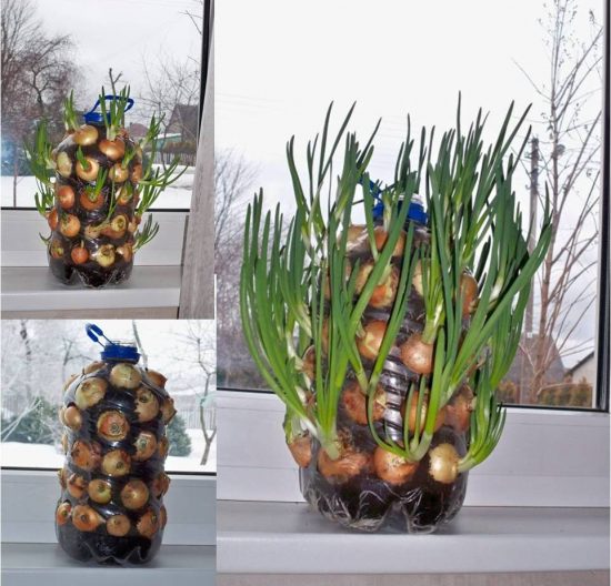 Growing Onions Vertically On Your Windowsill