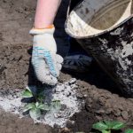 30 Surprising Uses for Wood Ash