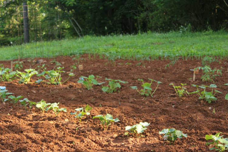 Vegetables That Grow in Shade