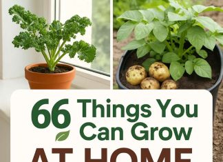 66 Things You Can Grow At Home In Containers With No Garden 🌱 66 Things You Can Grow At Home In Containers (With NO Garden!)